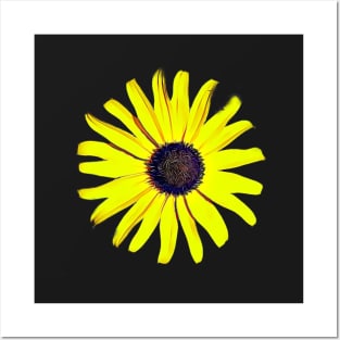 Black Eyed Susan Flowers Maryland Artistic Pattern Posters and Art